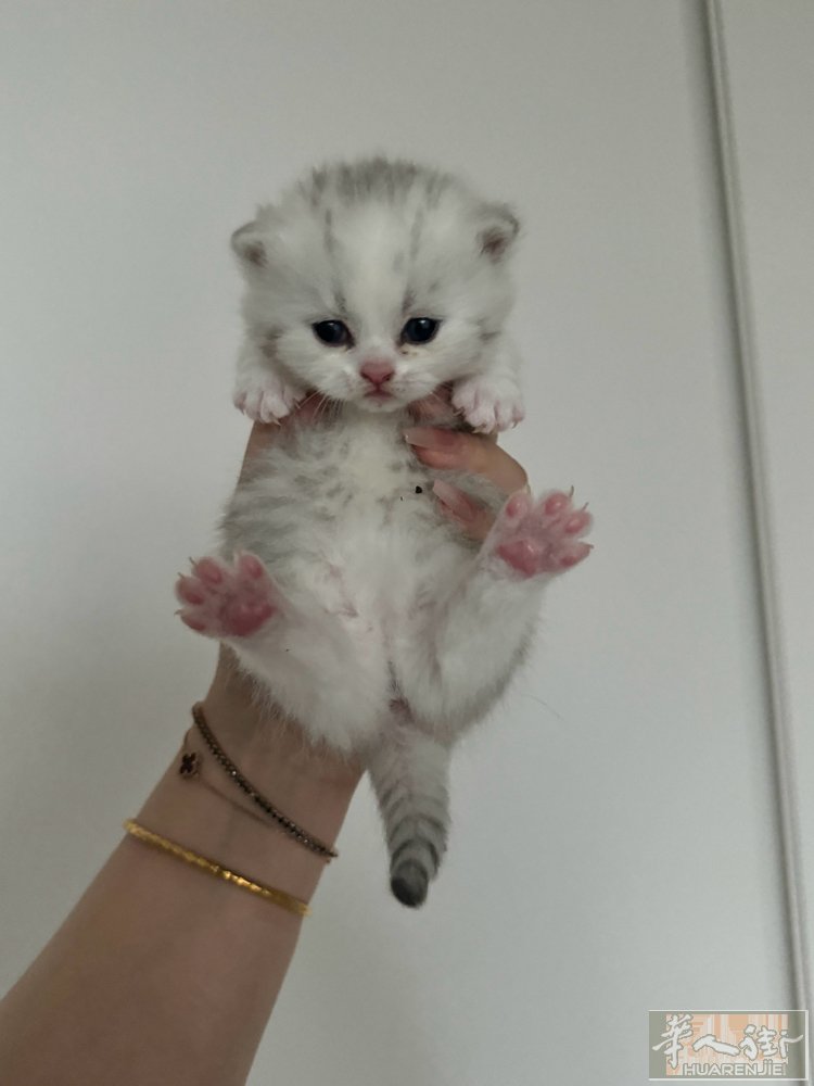 奶猫出预定啦