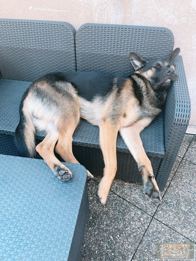 送德国牧羊犬一只 快六岁了 因为没有时间照顾 有喜欢狗狗的朋友们请留言