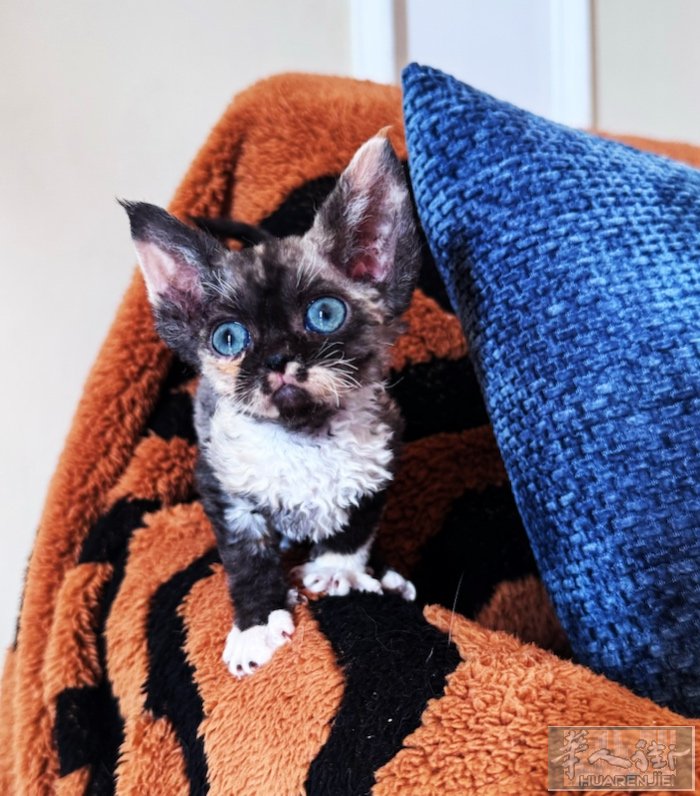 出售德文卷毛猫  微信 zcc7606