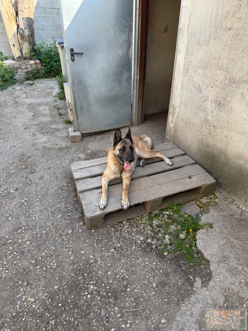 送马犬一只 6岁 可以和它说中文 温顺 因为没有时间照顾 有喜欢狗的朋友们请联系 0652857189