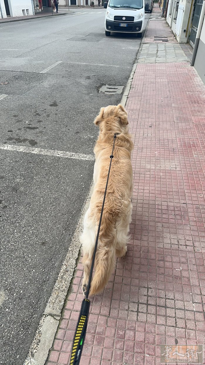ferrara附近有寄养狗的吗