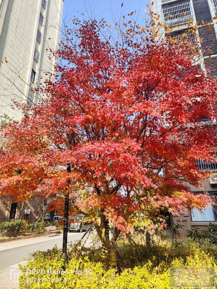 忙忙，国际酒店附近工厂急需棉毛师傅一对，需要有居留工厂住家一起，工资月结，联系方