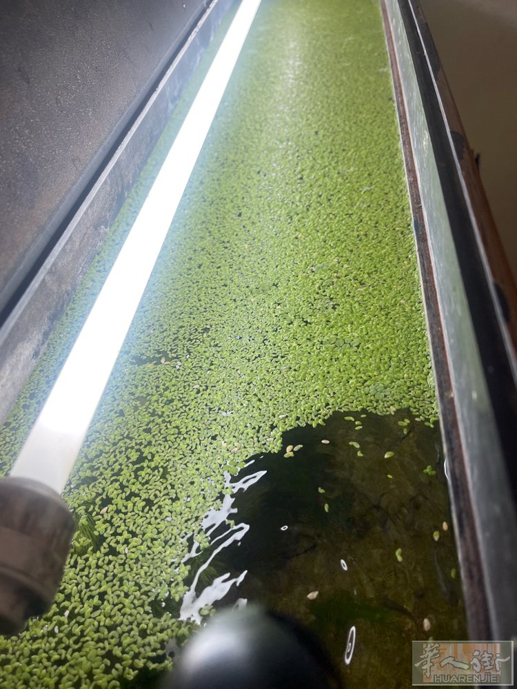 出售鱼缸浮萍  天然健康的水生植物，适合水族箱。 有助于吸收硝酸盐，限制藻