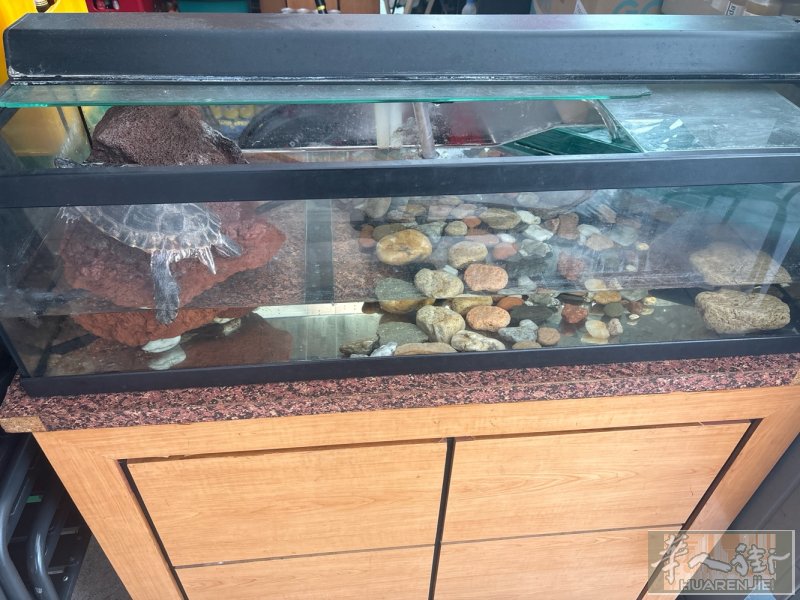 巴塞罗那 小鱼缸免费领取 带一只巴西龟 和过滤器