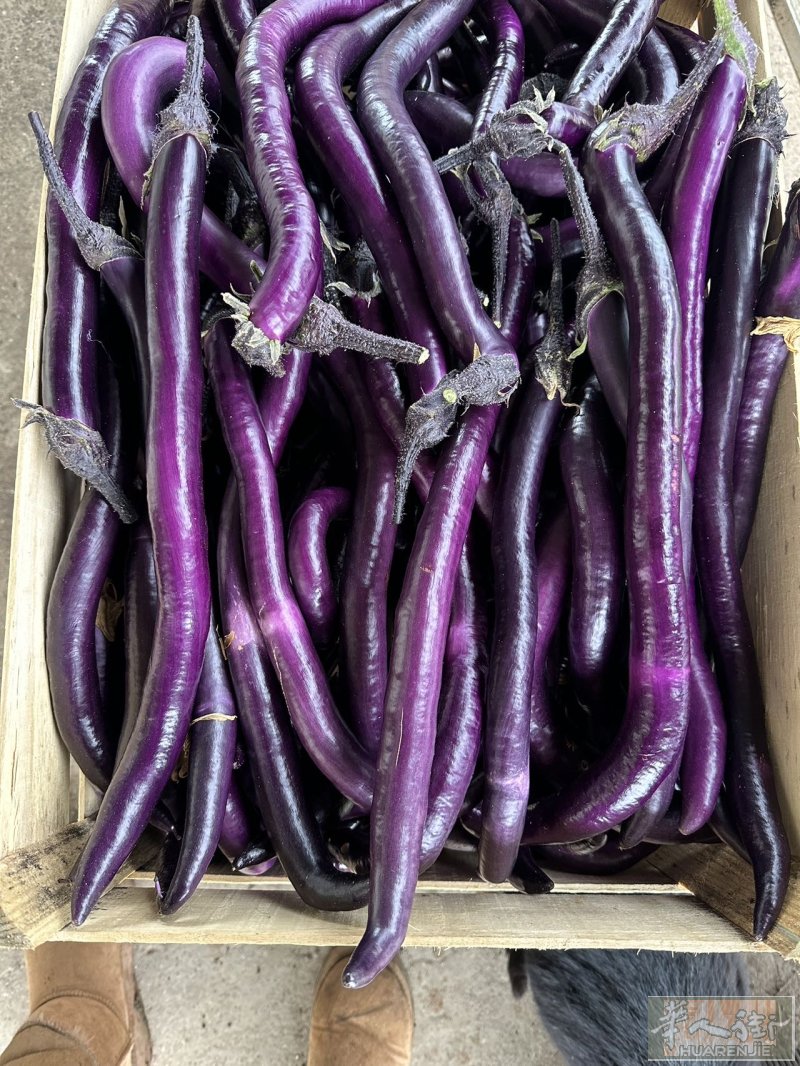 西西里岛农场招聘一名有经验的种菜师傅，有责任心，北