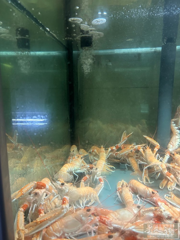 有米海鲜供应商一手货源 活鲜为主 中餐厅 日本餐 微信联系W3803456794