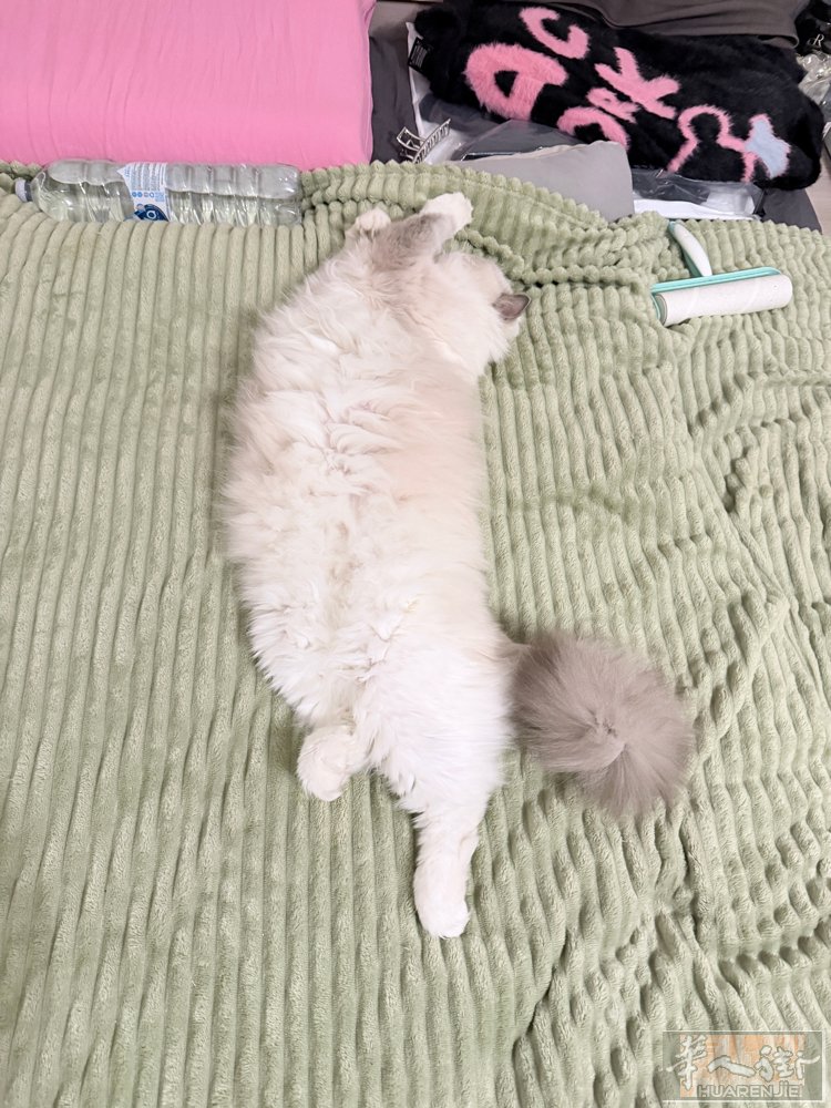 待领养 布偶猫公公