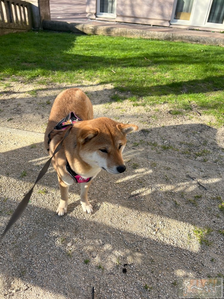 柴犬找领养 母3岁半已绝育
