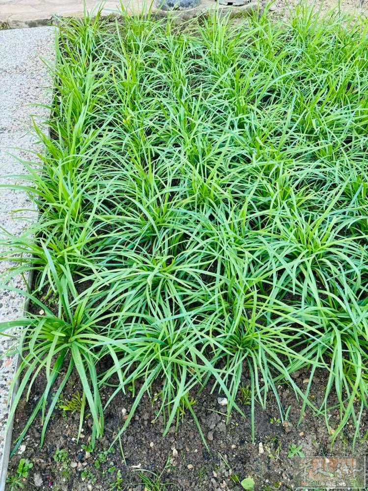出韭菜根，10欧100根