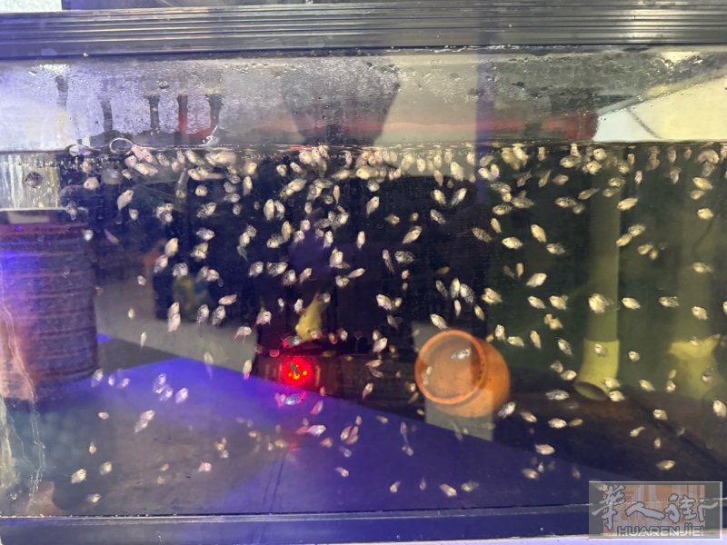 出一缸迷你鹦鹉鱼苗打包带走