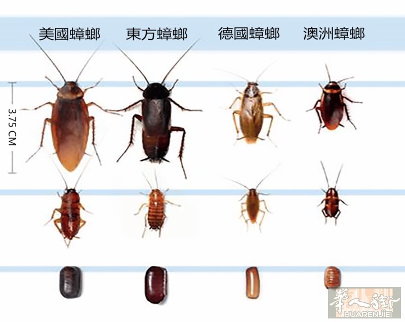 出售灭蟑螂要 无效果包100%退款.. 微信号jichengde01