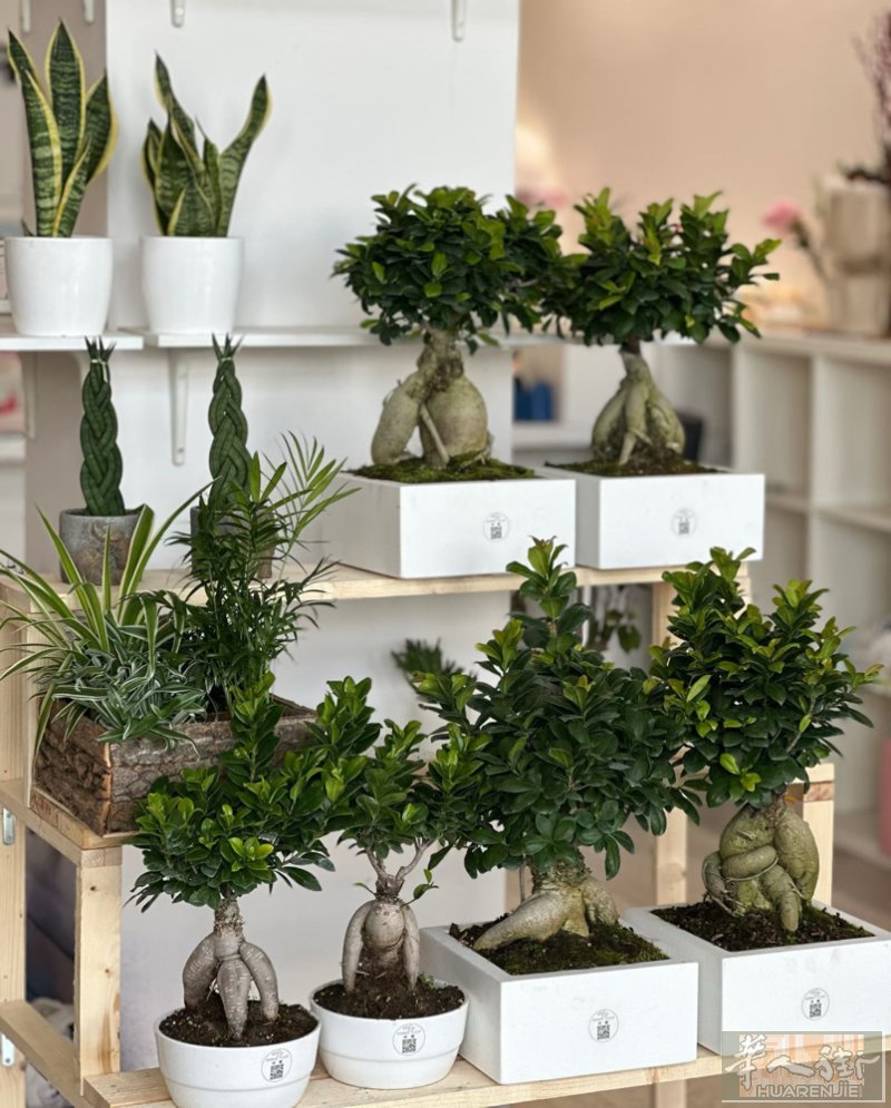 Prato 、鲜花、永生花 、盆栽、开业树 都有哦 欢迎加微信咨询。早上10-1