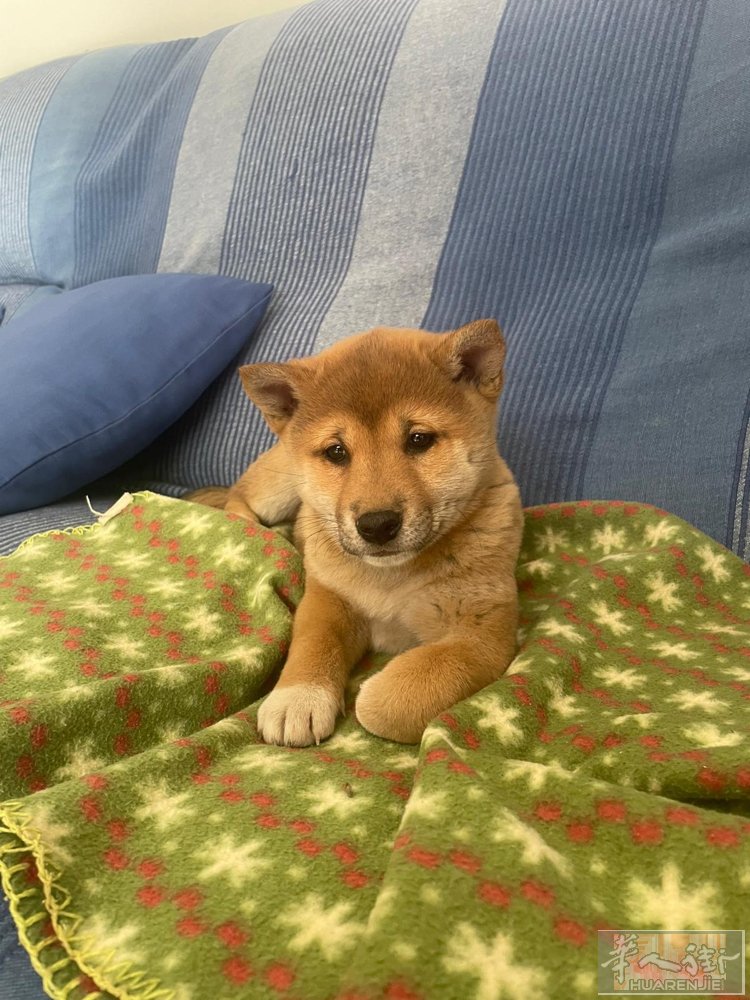 柴犬幼犬两公，450一只，芯片➕疫苗血统，管送，A3895678888