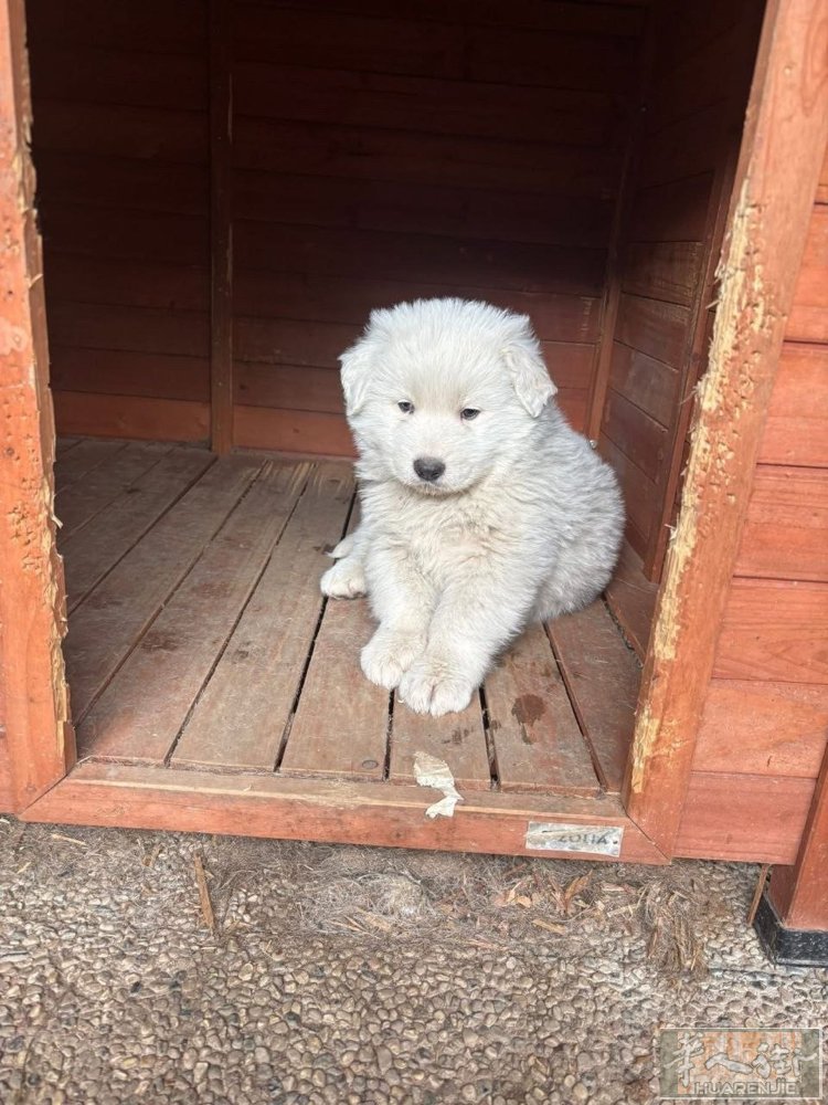 白熊犬，300一只， 管送，微信A3895678888