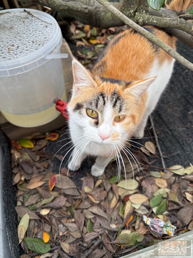 有人要 小猫吗 免费送人