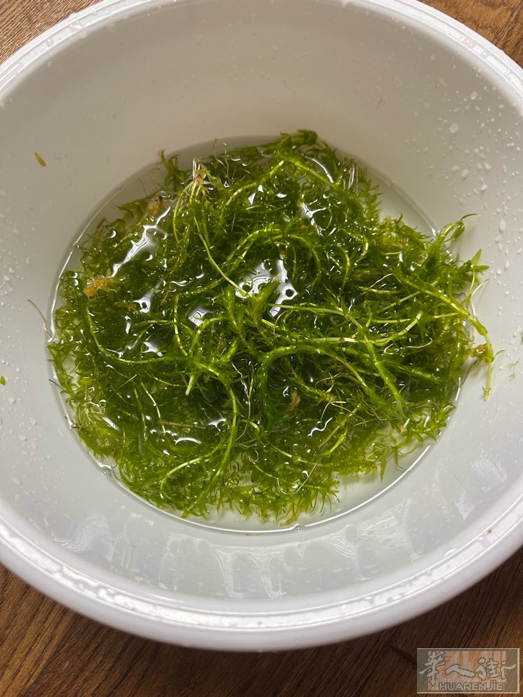 水草打包5欧
