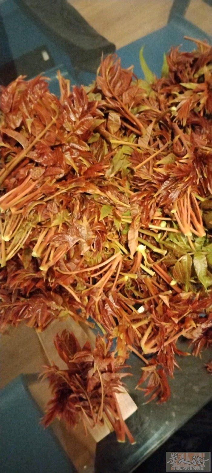 出售香椿芽乡椿树苗
