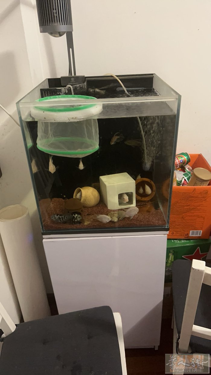 出自家繁殖迷你鹦鹉鱼 大大小小有几百条  微信 46629778