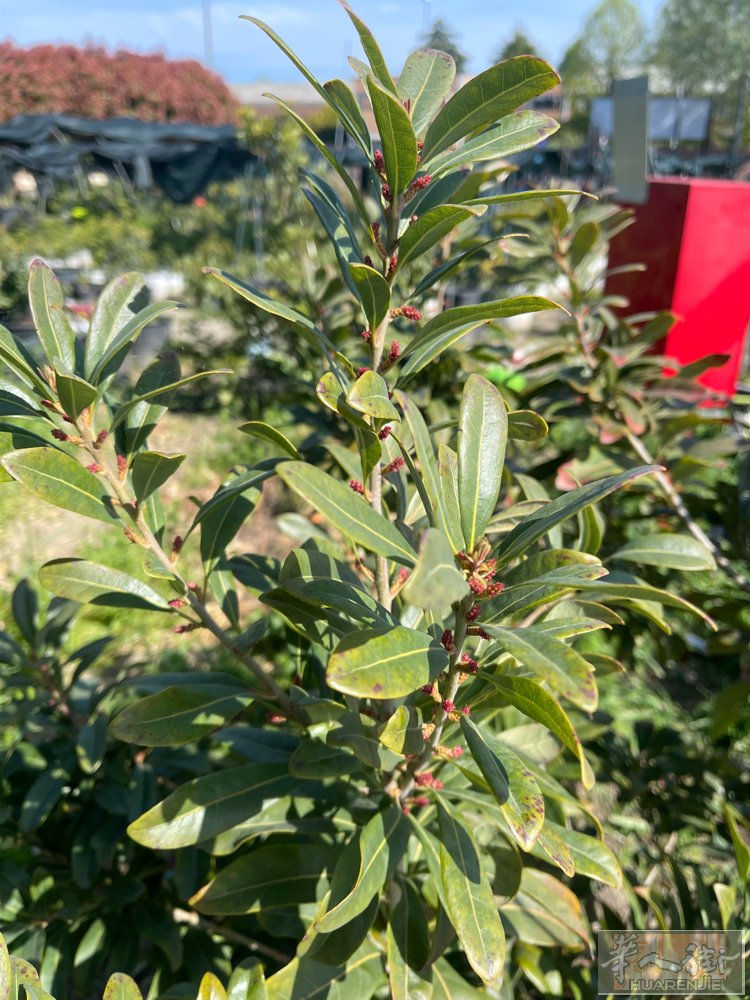 bolona 地区招聘种菜工人电话3398611990