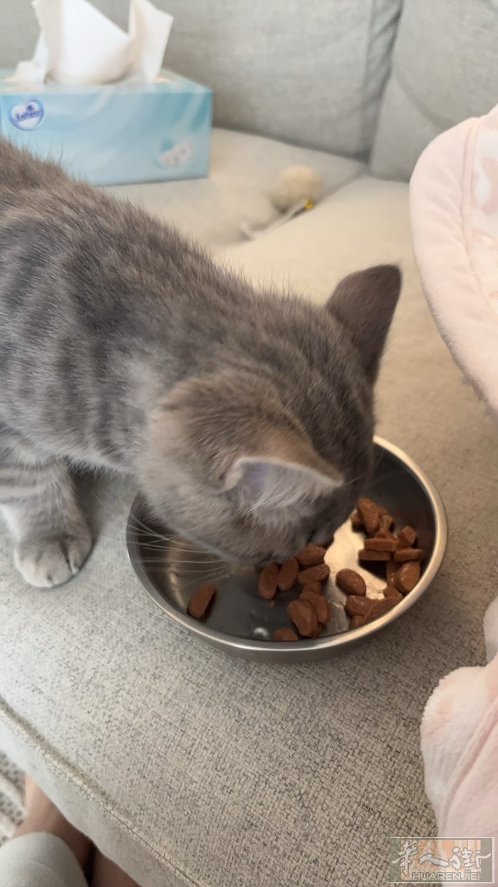 收养猫咪，家里有只老大四个月 巴黎/巴黎周边收养猫咪，白天上班时候希望两只猫有个