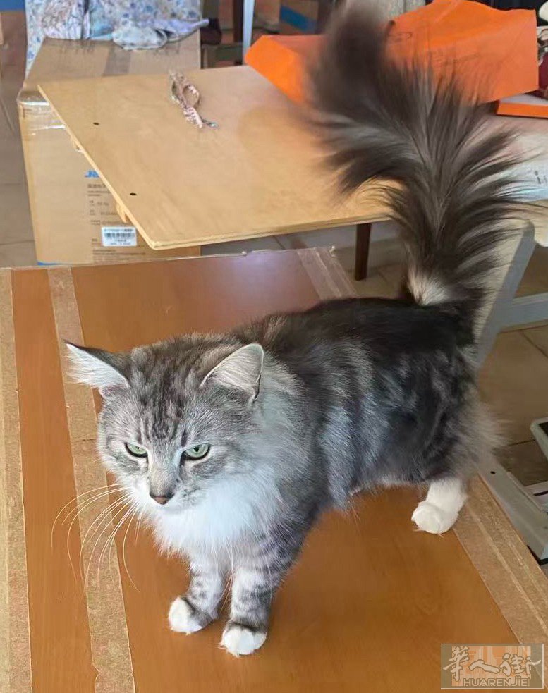 米兰边（Rho）有一头猫🐈送人养，不要钱