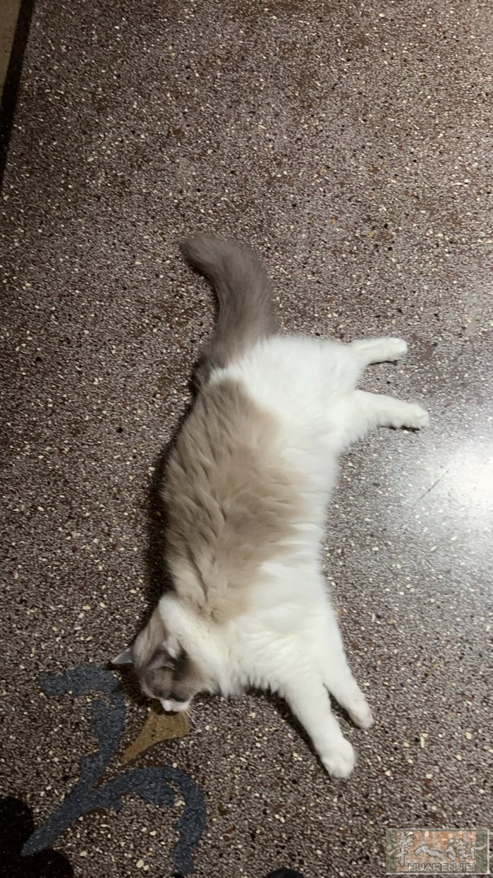 领养布偶猫有意私聊 电话320577592