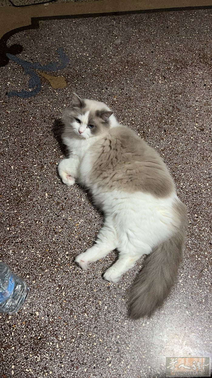布偶猫猫真诚找领养 打过疫苗驱虫