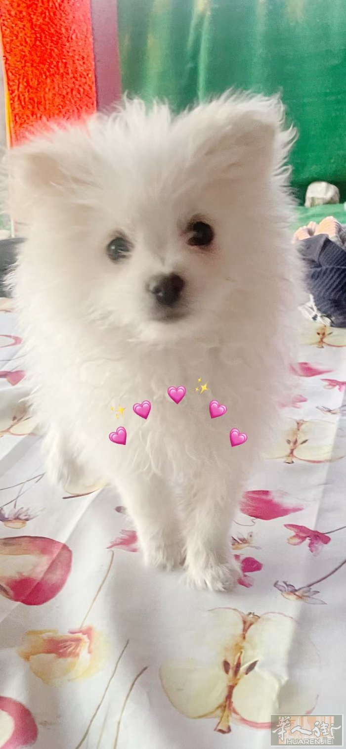 出售博美串比熊幼犬 两个月 已打疫苗身份证