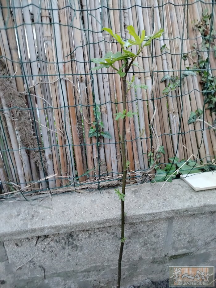 无花果树苗