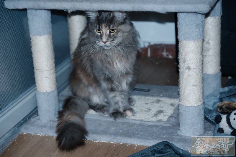 两岁的缅因猫，母猫，已绝育，小偿带走在都灵自提，短信联系