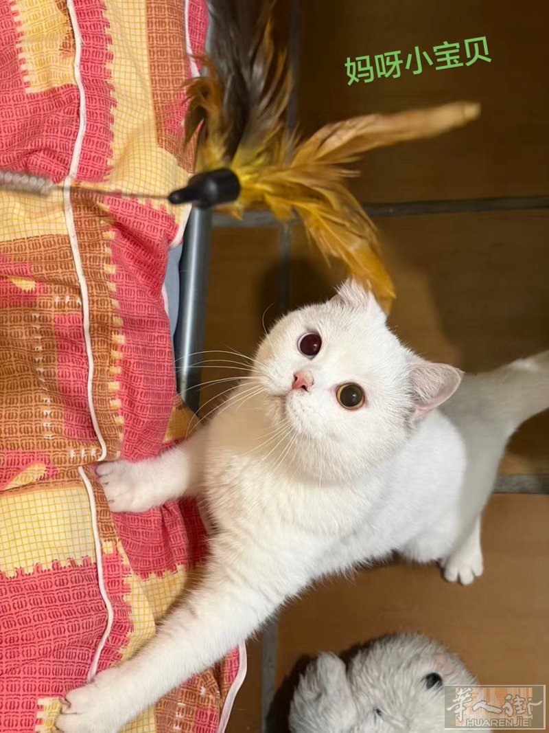 免费送一只纯白英短公猫