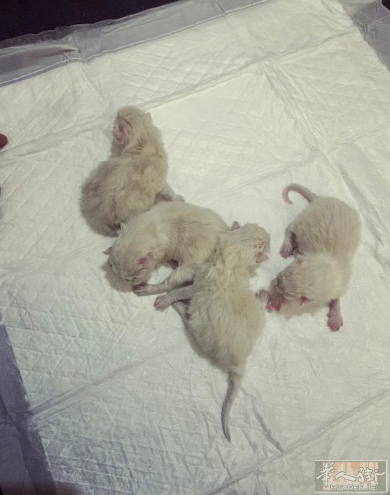 威尼斯周边出布偶猫 目前家里有6个月大的 还有月底会出生的幼猫 现在接受预定 可