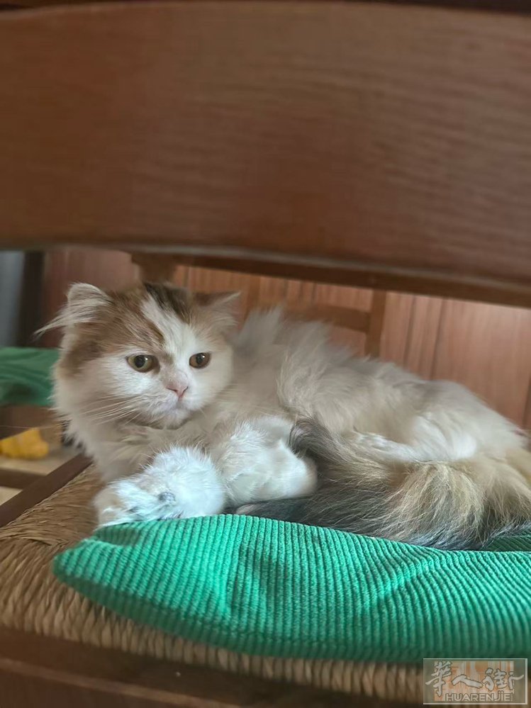 寻求爱猫人士，免费领养。已经两岁半了，性格温顺，因家里还有另外两只猫无法跟这只猫
