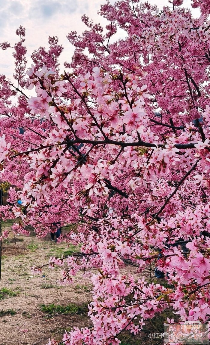 《桃花愿》 桃花花生桃花日， 桃花日晒桃花香。 桃花香快唤桃树， 只愿桃花乐为妆