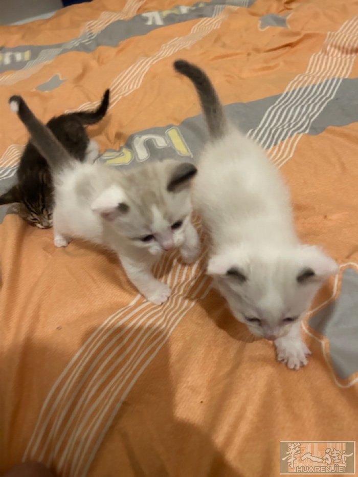 小猫 微信号393271888888 需要的联系