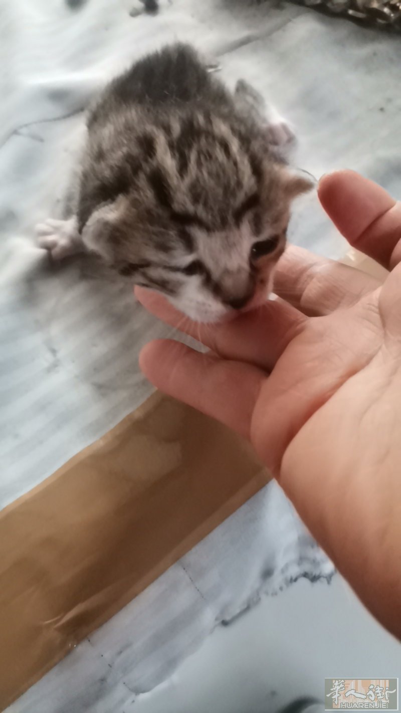 小蓝猫，有喜欢猫猫的来