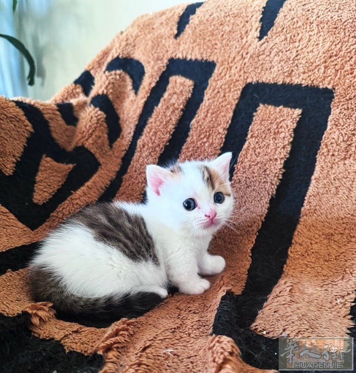 出售一只矮脚猫DD 有喜欢的私 wx：zcc7606