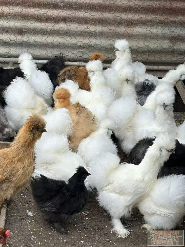 每周末有新鲜乌鸡🐔，土鸡🐔，信鸽🐦，土番鸭🦆，大鹅🦢，少数🥚类…，产