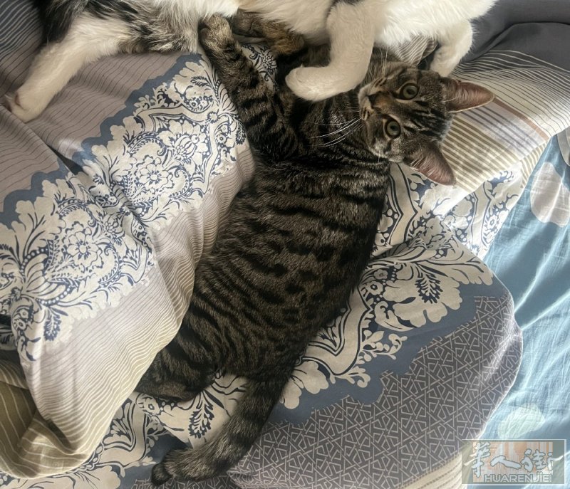 送猫