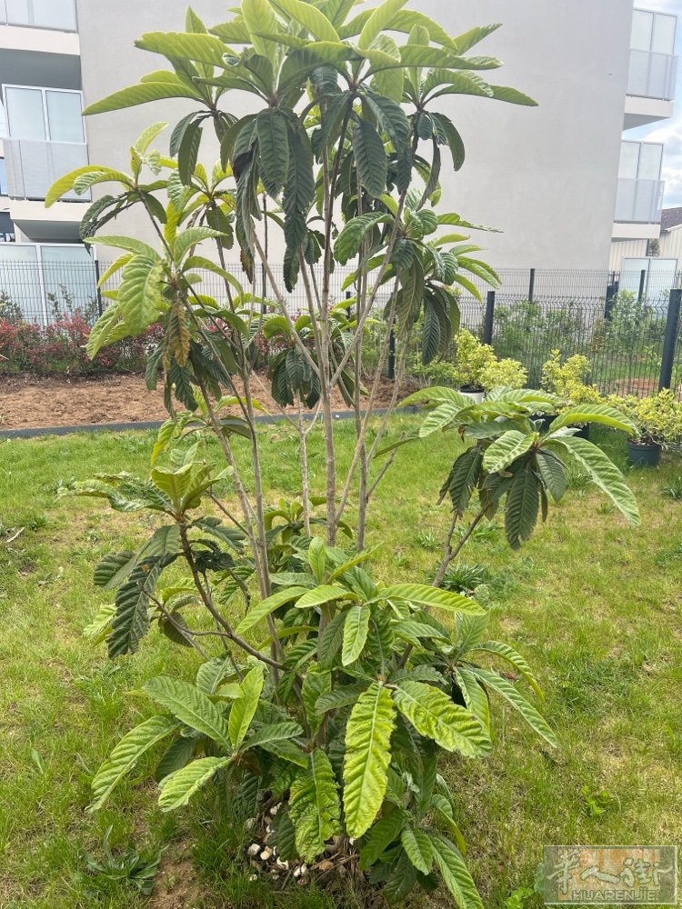 本人有剩余的花和树，有兴趣的人可以联系我