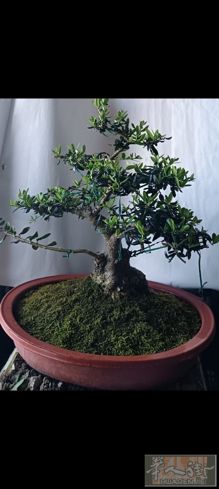 这是我种的橄榄树小盘景已经伸出橄榄枝了噢！