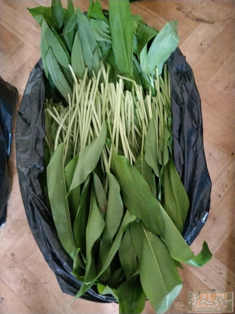 有要野韭菜韭菜花的请联系   批发价