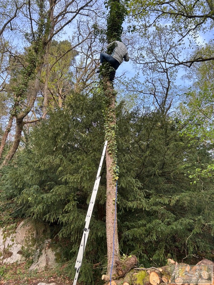 有需要砍树，剪树枝，整理菜园，翻土等，这些方面的房东老板可以联系我，本人做工专业