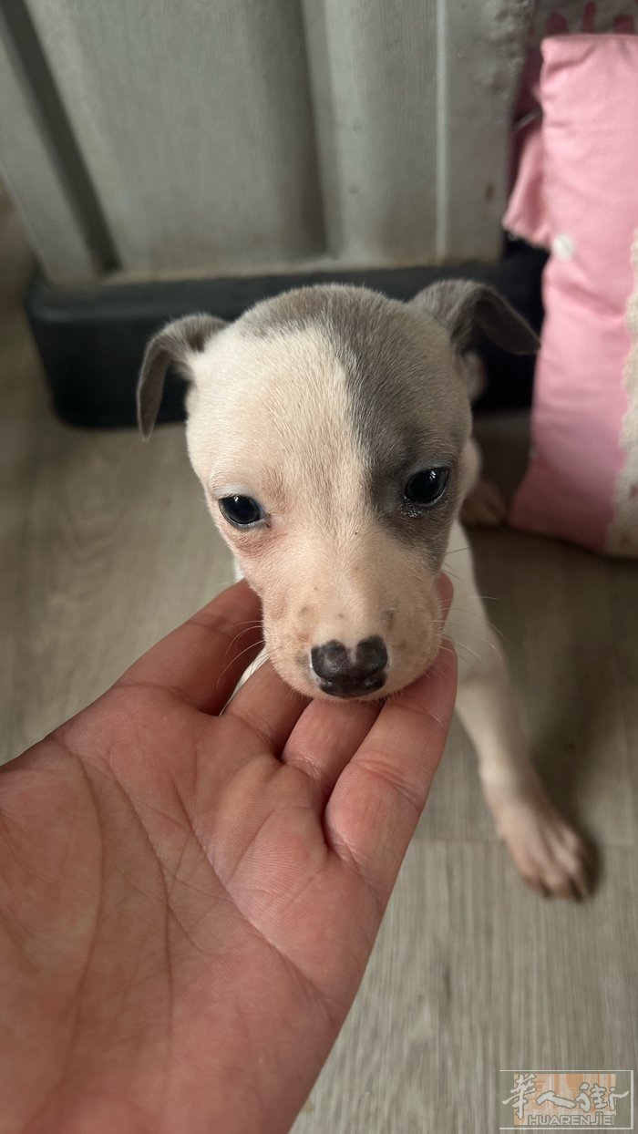 纯种惠比特3个月.男宝，找新家