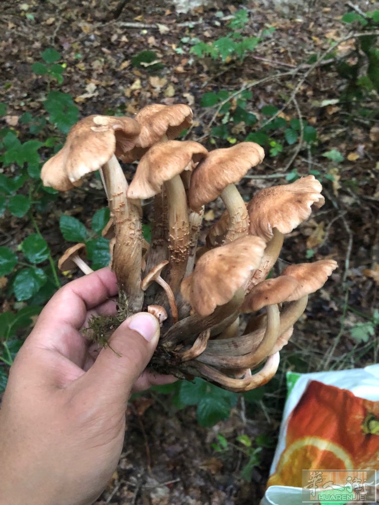 东北榛蘑出售品质一级