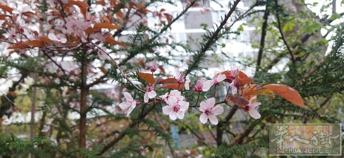 慕尼黑及周边花园修剪、草皮、浇灌系统
