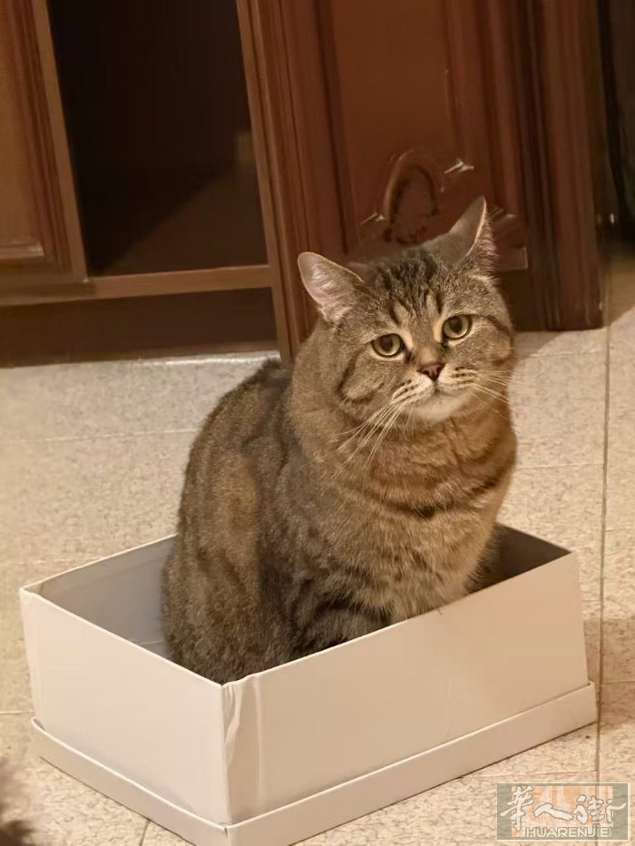 我的猫送人
