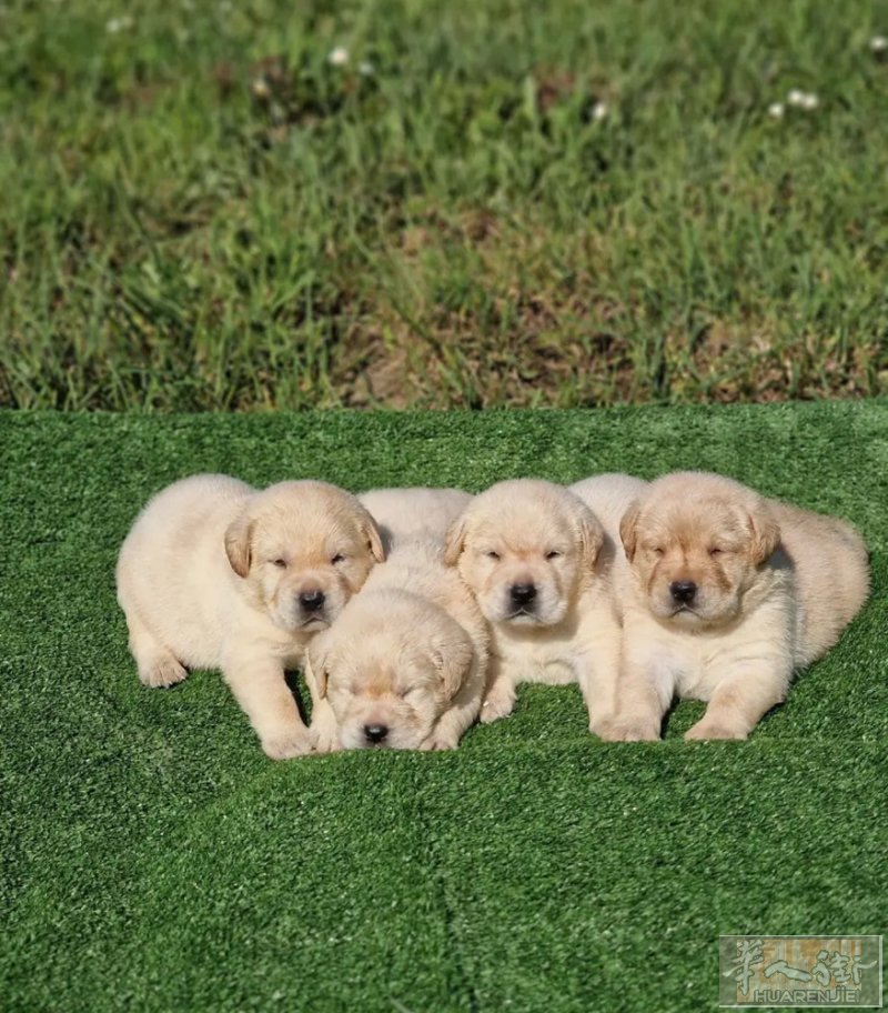 一个多月大的拉布拉多🐶