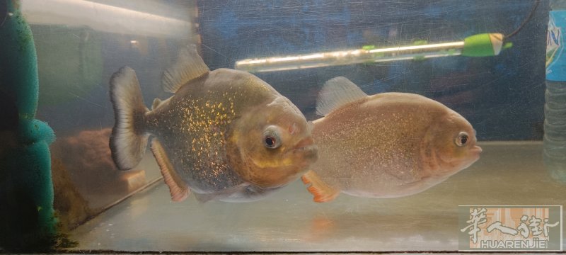 出售一对食人鱼，