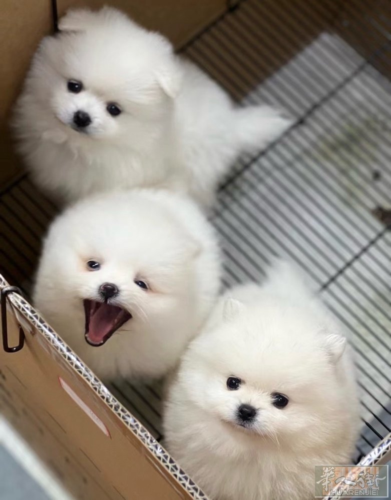 2个月半大的博美幼犬找家 购买附带 -ENCI血统证书 -健康手册 -第